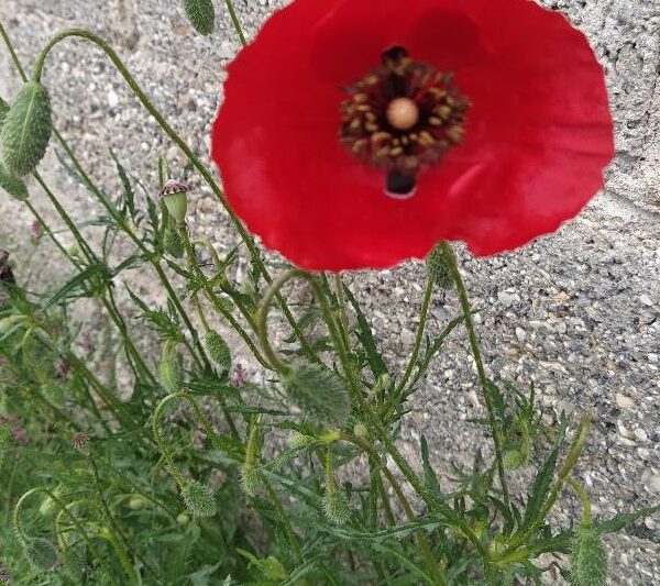 Ευχές από τη Λαϊκή Συσπείρωση δήμου Τεμπών