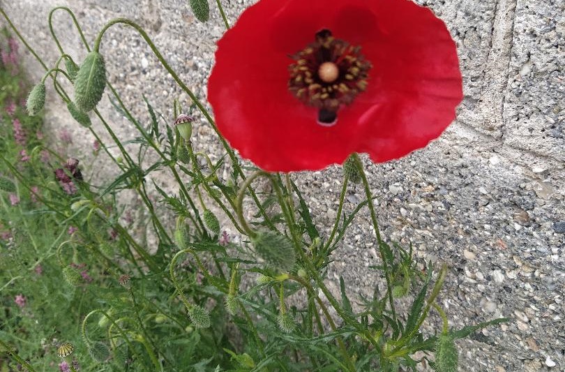 Ευχές από τη Λαϊκή Συσπείρωση δήμου Τεμπών
