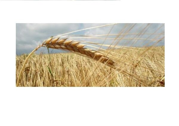 Συνδεδεμένες ενισχύσεις: Στα 115€/εκτ. το μαλακό σιτάρι και το κριθάρι – Στα 89,43€/εκτ. το σκληρό για το 2025