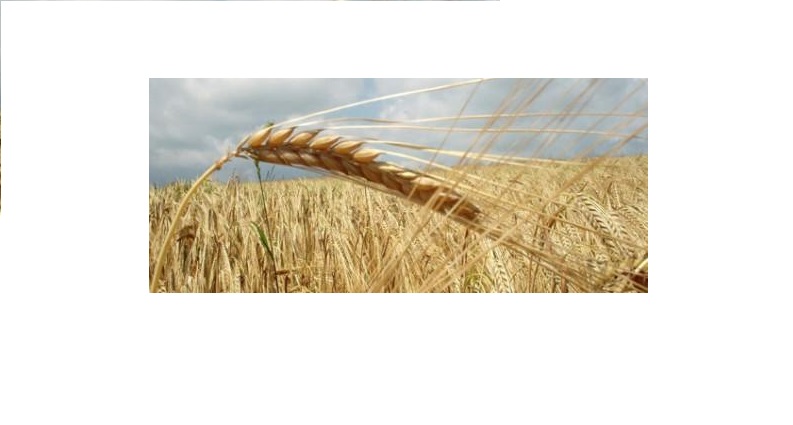 Συνδεδεμένες ενισχύσεις: Στα 115€/εκτ. το μαλακό σιτάρι και το κριθάρι – Στα 89,43€/εκτ. το σκληρό για το 2025