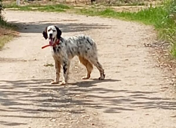 Κυκλοφορεί χαμένο στον Τύρναβο