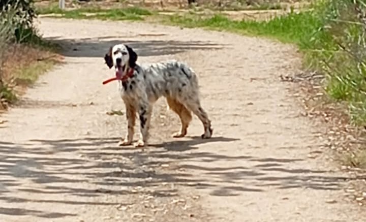 Κυκλοφορεί χαμένο στον Τύρναβο