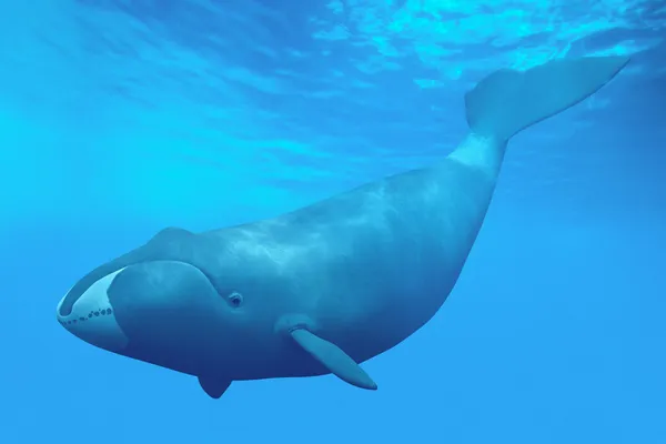 Πρωτεΐνη από φάλαινες ίσως βοηθήσει τους ανθρώπους να ζήσουν έως και 200 χρόνια