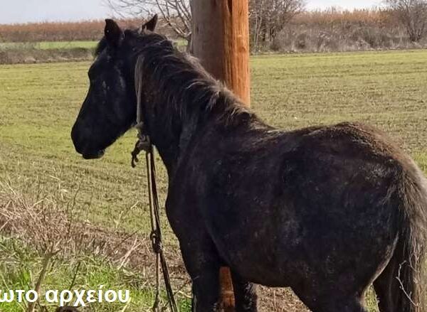 Άλογο γκρέμισε κολώνα φωτισμού σε πάρκο στη Ροδιά