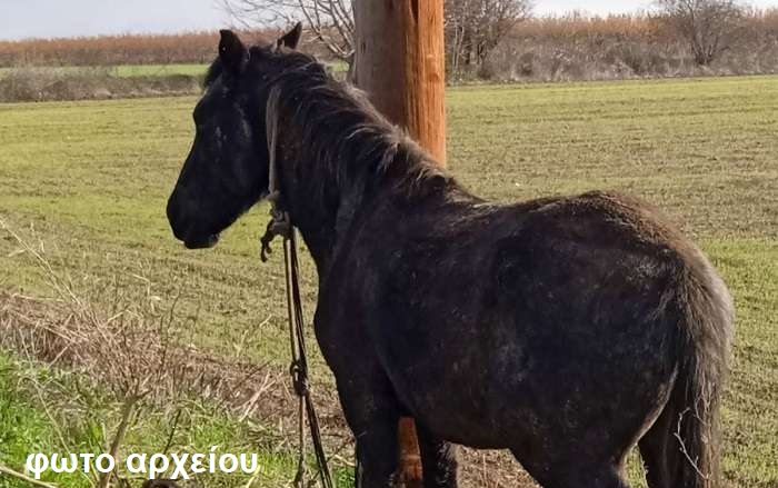 Άλογο γκρέμισε κολώνα φωτισμού σε πάρκο στη Ροδιά