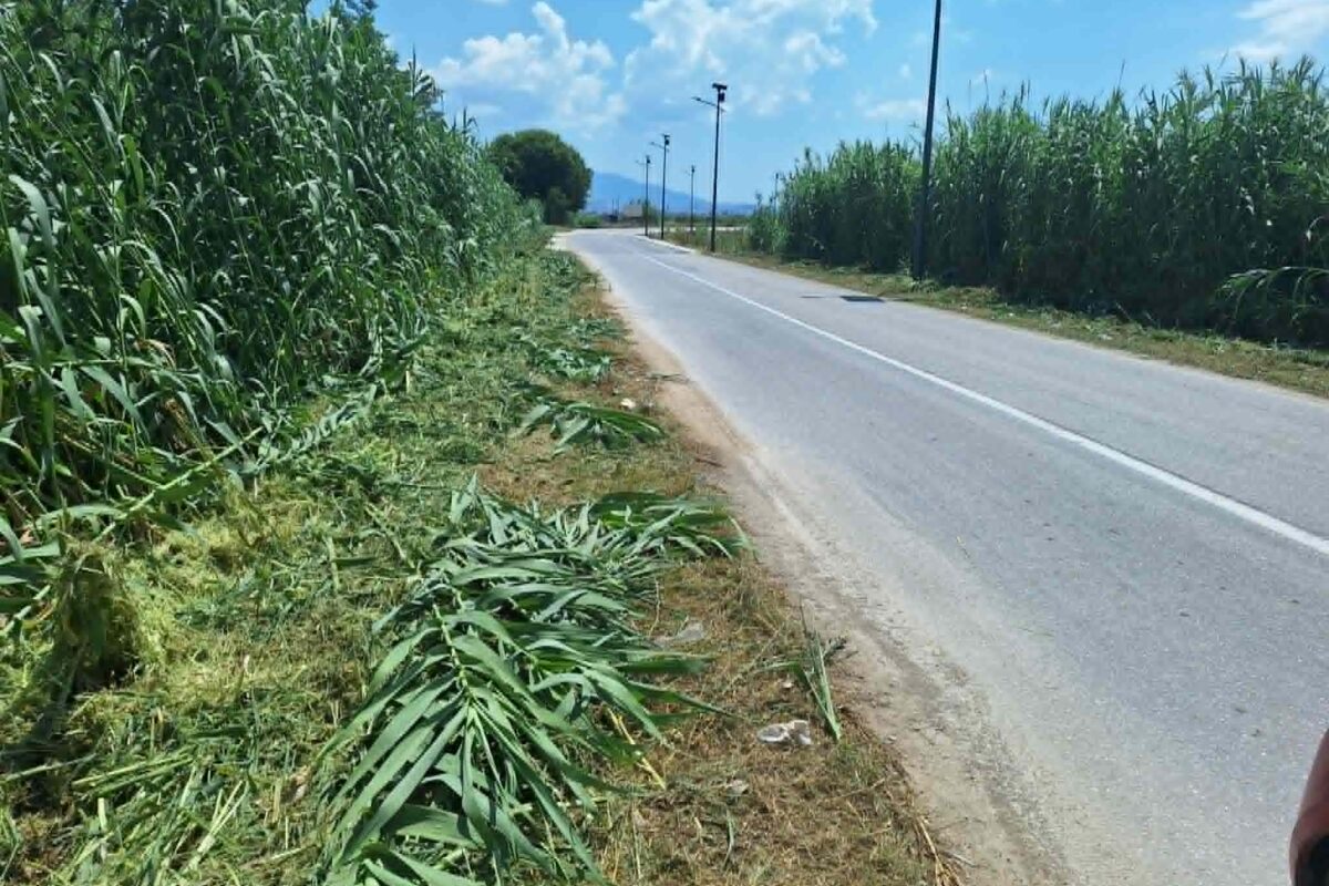 Καθάρισε από τα επικίνδυνα καλάμια ο δρόμος Αμπελώνας – Φαλάνη