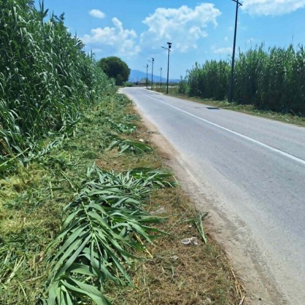 Καθάρισε από τα επικίνδυνα καλάμια ο δρόμος Αμπελώνας – Φαλάνη