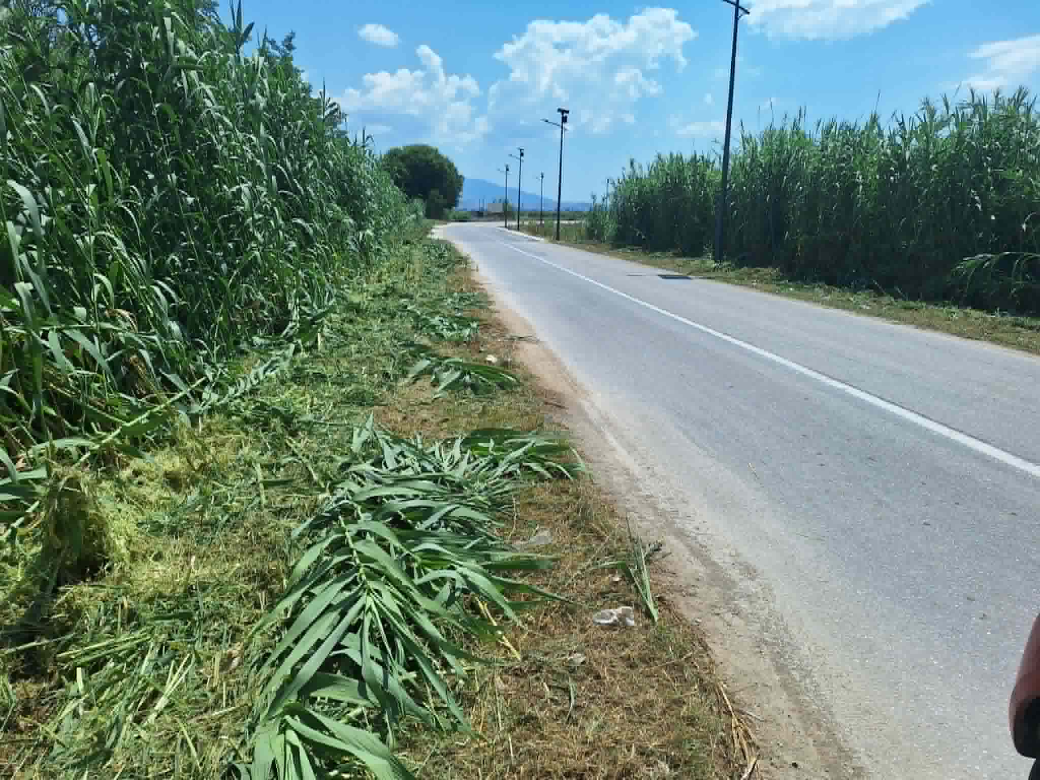 Καθάρισε από τα επικίνδυνα καλάμια ο δρόμος Αμπελώνας – Φαλάνη