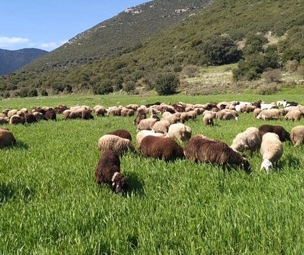 Μέτρα για ευλογιά: Συνελήφθη κτηνοτρόφος στην Ελασσόνα για ελεύθερη βόσκηση 500 προβάτων