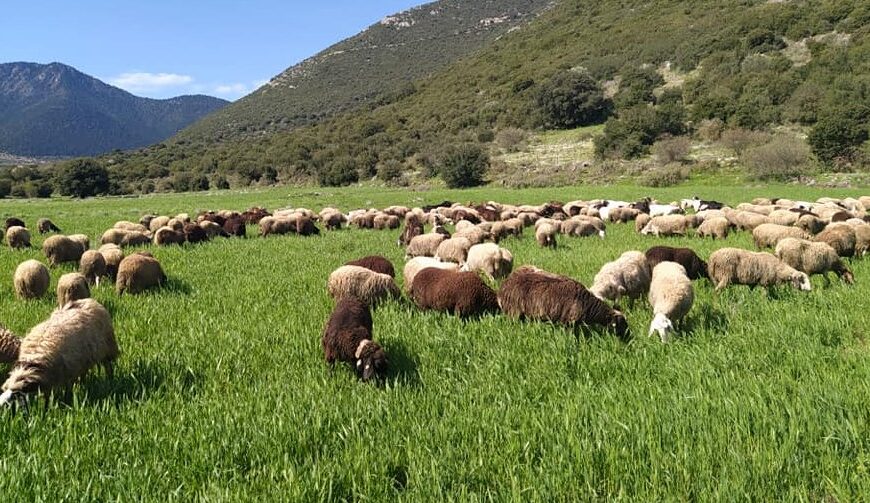 ΥΠΑΑΤ: Αποζημιώσεις 4,2 εκατ. ευρώ για θανατωθέντα ζώα λόγω ευλογιάς και αφθώδους πυρετού