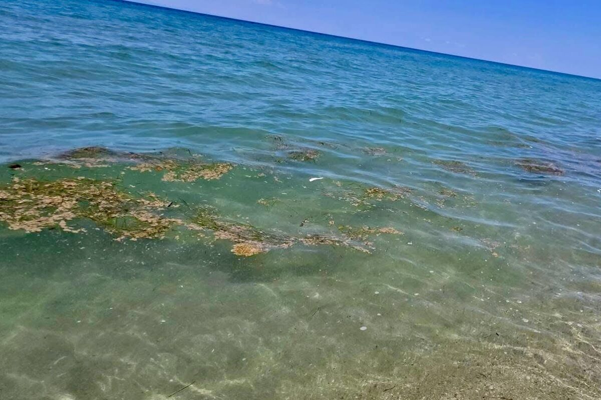 Απειλή για την αλιεία το πλαγκτόν στις ακτές της Λάρισας και της Πιερίας