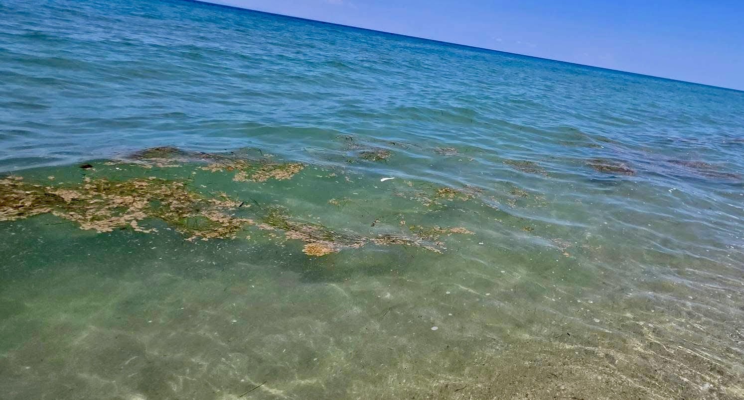 Απειλή για την αλιεία το πλαγκτόν στις ακτές της Λάρισας και της Πιερίας