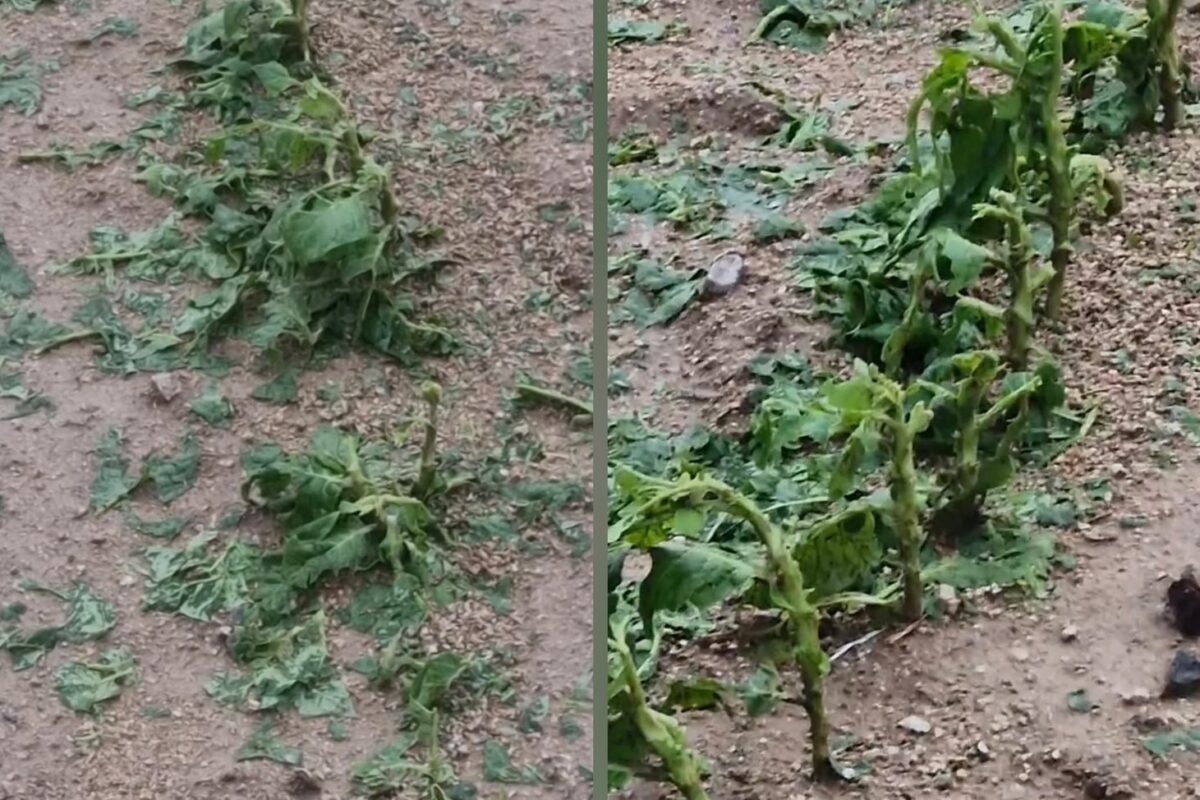 Καταστροφικό χαλάζι στην Ολυμπιάδα Ελασσόνας