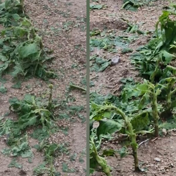 Καταστροφικό χαλάζι στην Ολυμπιάδα Ελασσόνας