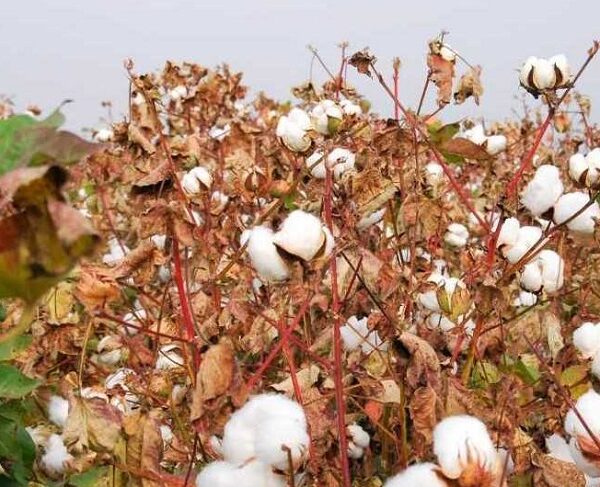 Γεωργικές προειδοποιήσεις ολοκληρωμένης φυτοπροστασίας στη βαμβακοκαλλιέργεια της Π.Ε. Λάρισας