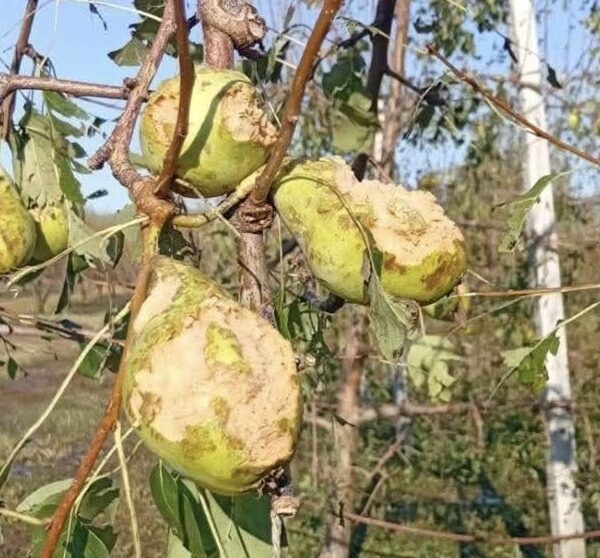 Βιβλική καταστροφή στο Δομένικο: Πρωτοφανές χαλάζι «ισοπέδωσε» την παραγωγή