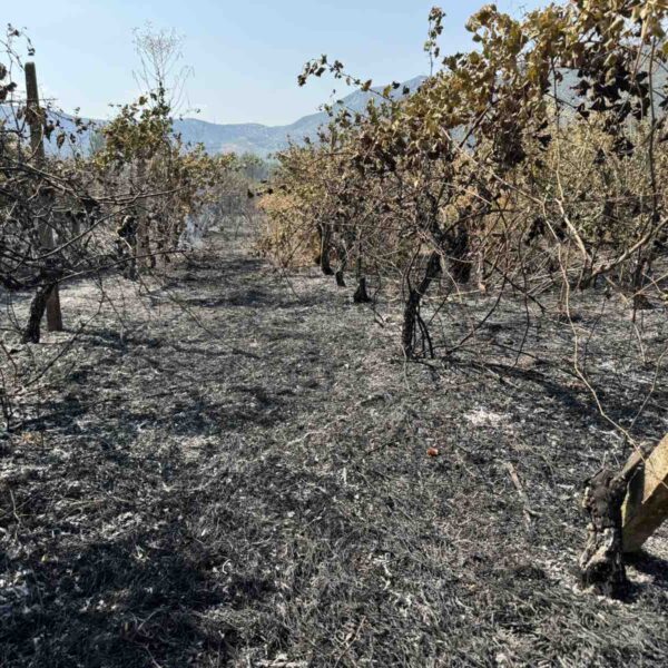 Φωτιά έκαψε καλλιέργειες στο Αργυροπούλι