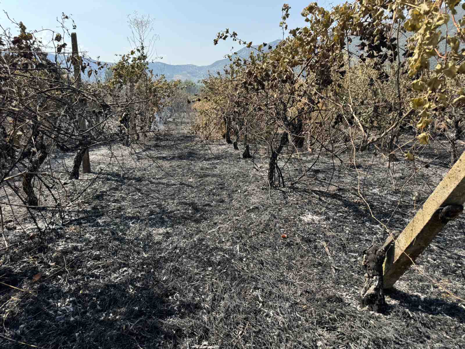 Φωτιά έκαψε καλλιέργειες στο Αργυροπούλι