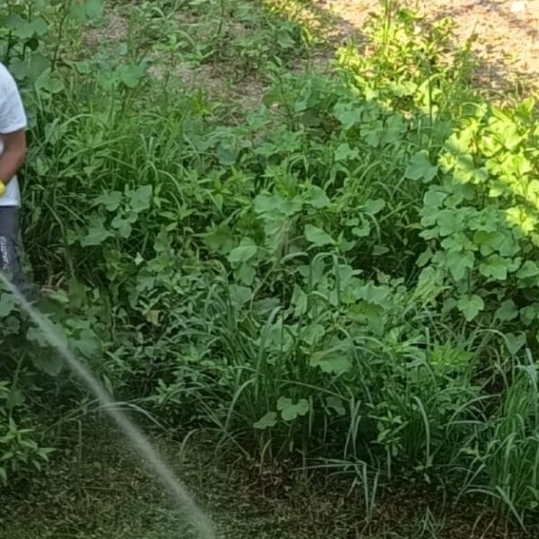 Θεσσαλία: Σε εξέλιξη οι δράσεις καταπολέμησης κουνουπιών και ενημέρωσης των πολιτών