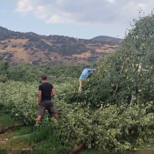 Μεγάλες καταστροφές από ανεμοθύελλα σε καλλιέργειες στο Αργυροπούλι και στα Δελέρια