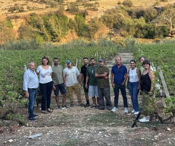 Αυτοψία καθηγήτριας του Γεωπονικού Πανεπιστημίου Αθηνών στους χαλαζόπληκτους αμπελώνες του δήμου Τυρνάβου