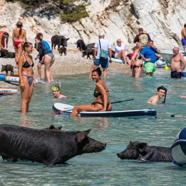 Το ελληνικό νησί που έγινε viral σε όλο τον κόσμο επειδή τουρίστες κολυμπούν παρέα με… γουρούνια
