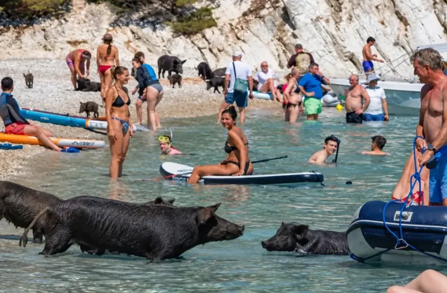 Το ελληνικό νησί που έγινε viral σε όλο τον κόσμο επειδή τουρίστες κολυμπούν παρέα με… γουρούνια
