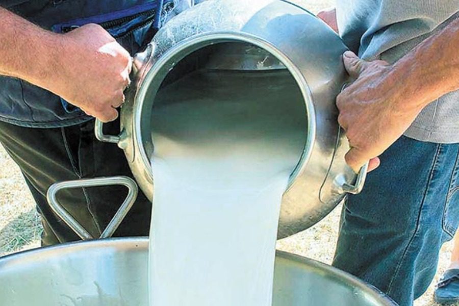 Αγγίζει τα 2€ το κιλό το πρόβειο γάλα – Η φέτα μπορεί να φτάσει τα 16 € το κιλό