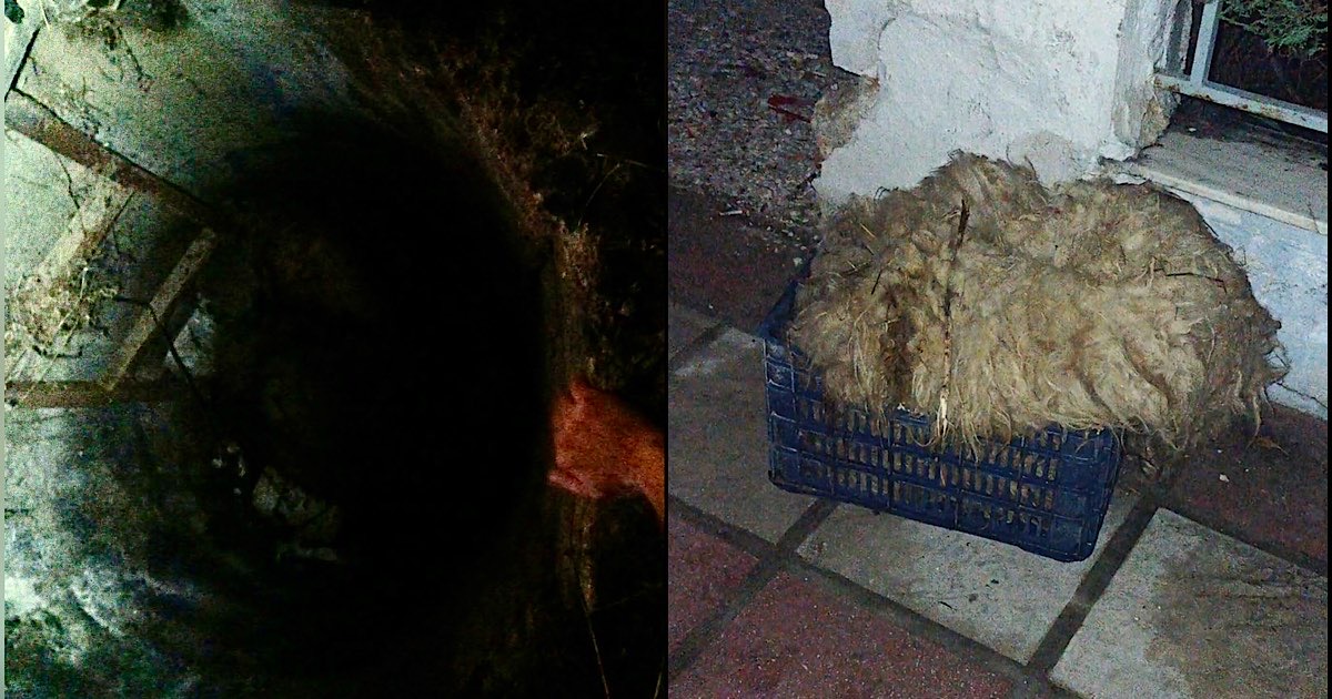 Αποτροπιασμός στον Τύρναβο: Σοκ και οργή για τον βασανισμό και τη θανάτωση της Πόπης