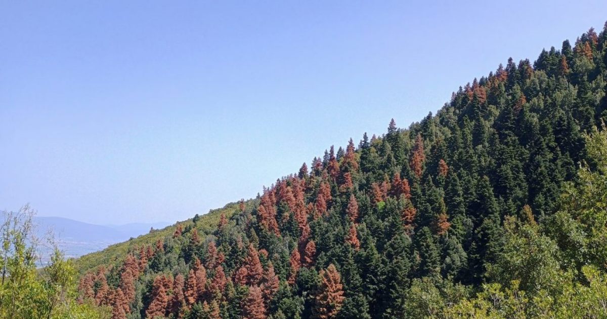 Περιβάλλον: Στο επίκεντρο οι κλιματικές πιέσεις και οι ξηράνσεις των δασών