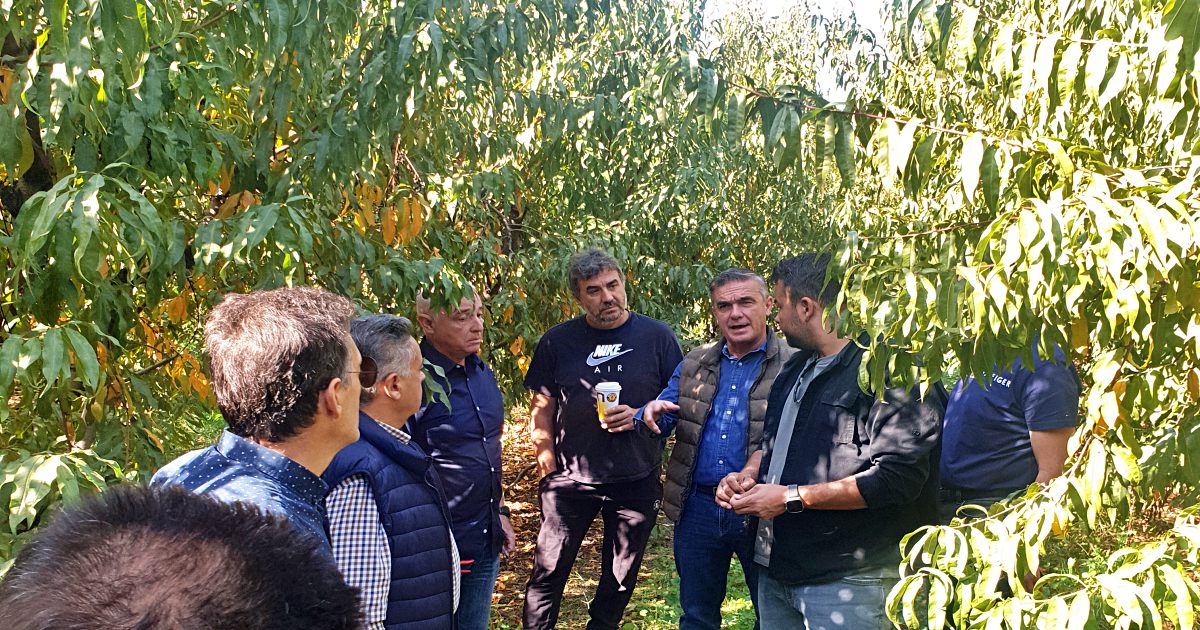 Εντονος προβληματισμός για τις παραμορφώσεις και τις ξερές βέργες στη ροδακινοκαλλιέργεια της Λάρισας