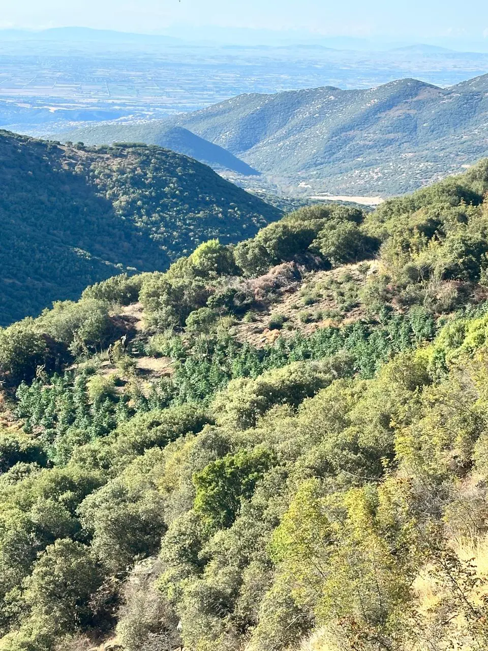 Συνελήφθη 34χρονος για τη χασισοφυτεία που είχε εκριζωθεί πάνω από τη Ροδιά